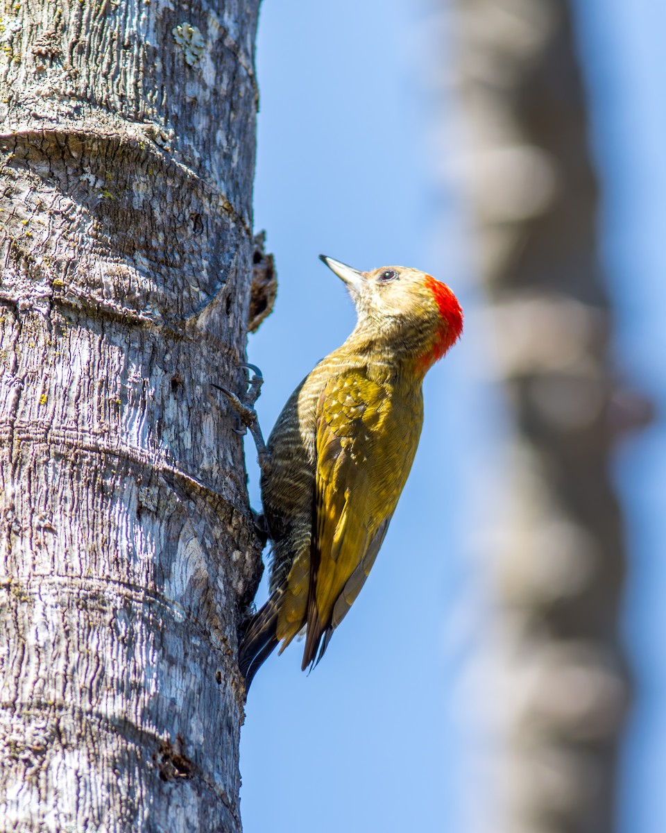 Little Woodpecker - ML620216075