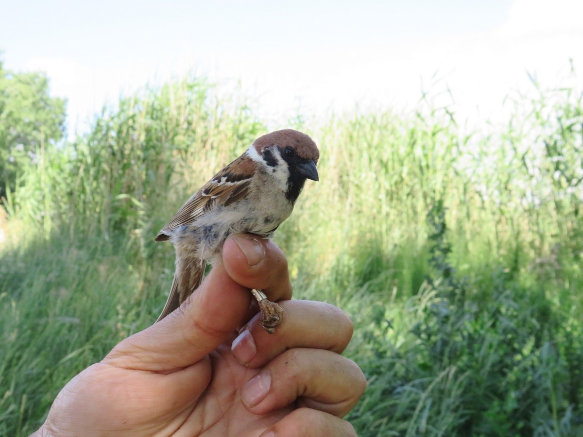 Eurasian Tree Sparrow - ML620216085