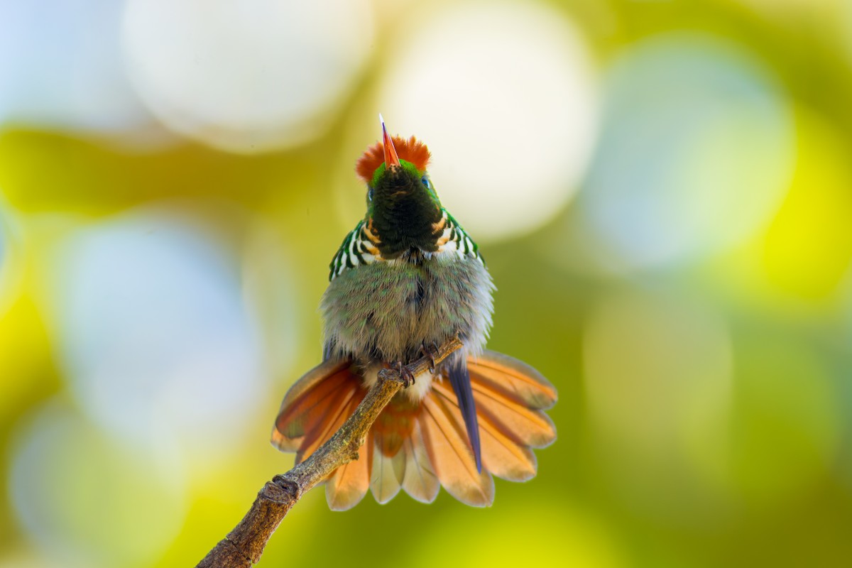 Frilled Coquette - ML620216090