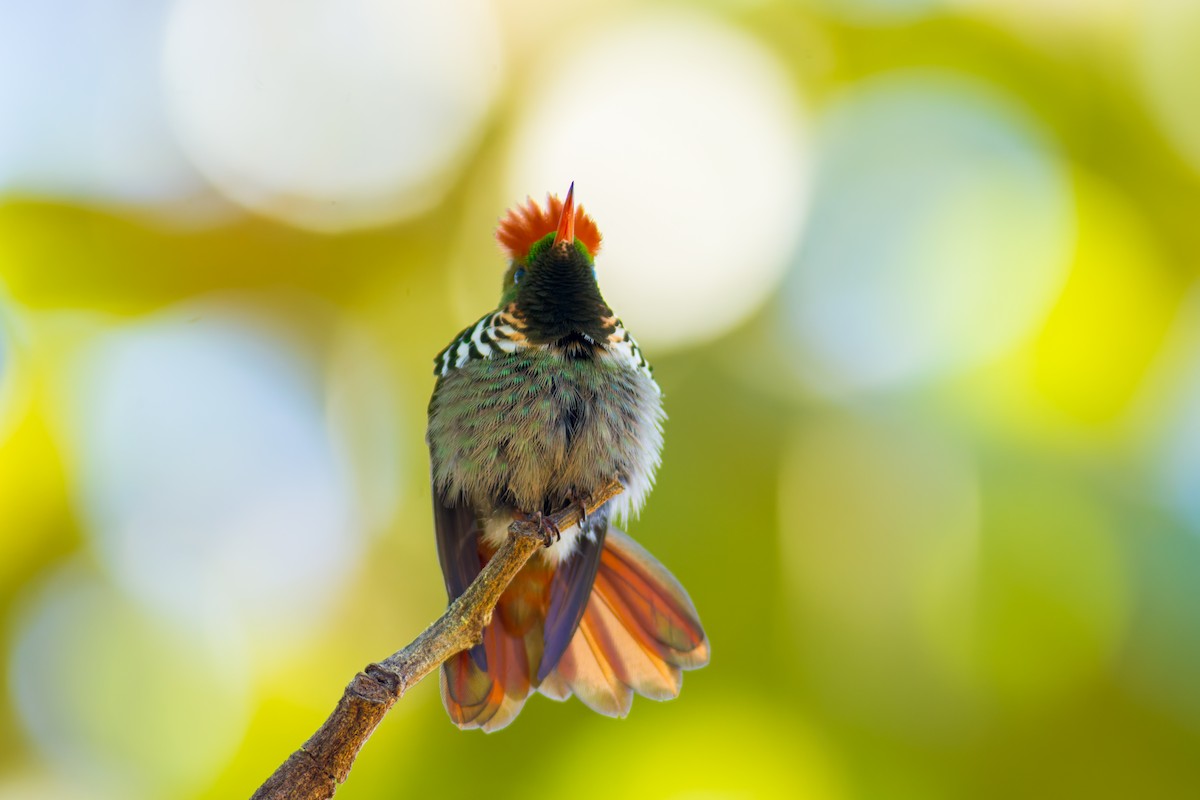Frilled Coquette - ML620216092