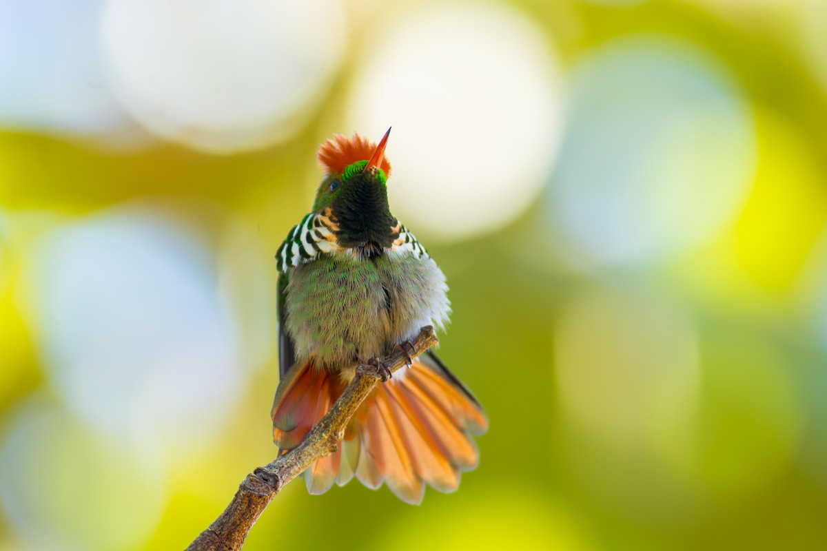 Frilled Coquette - ML620216094
