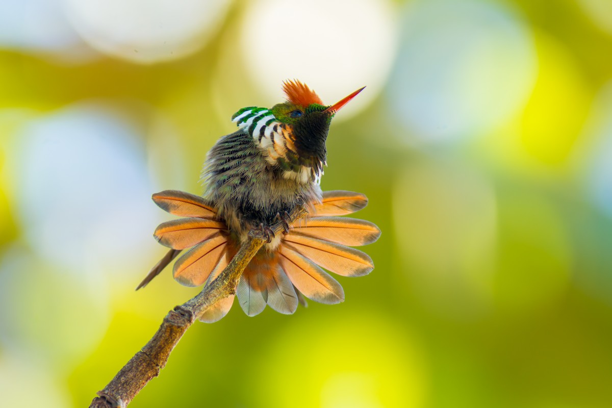 Frilled Coquette - ML620216096
