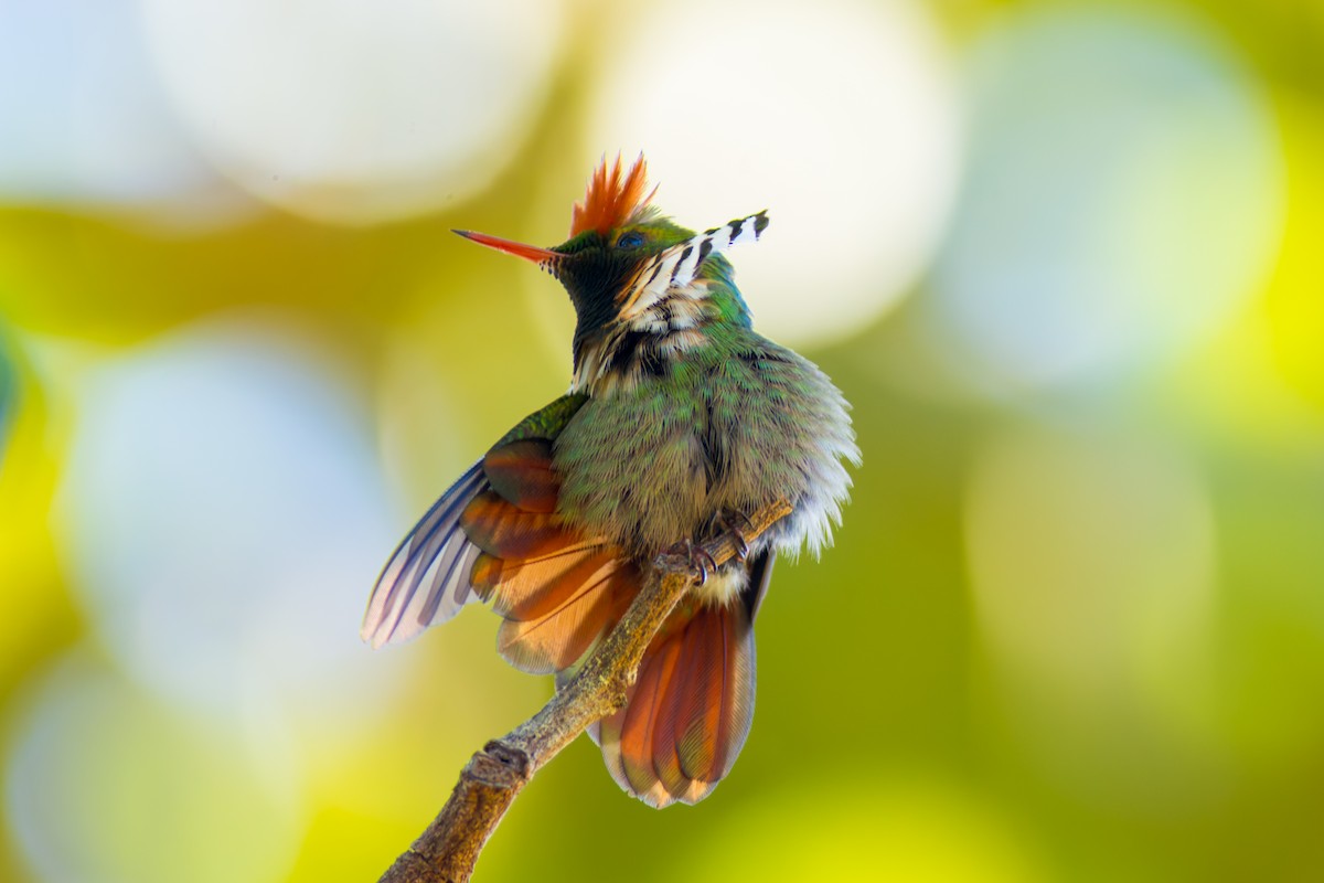 Frilled Coquette - ML620216098