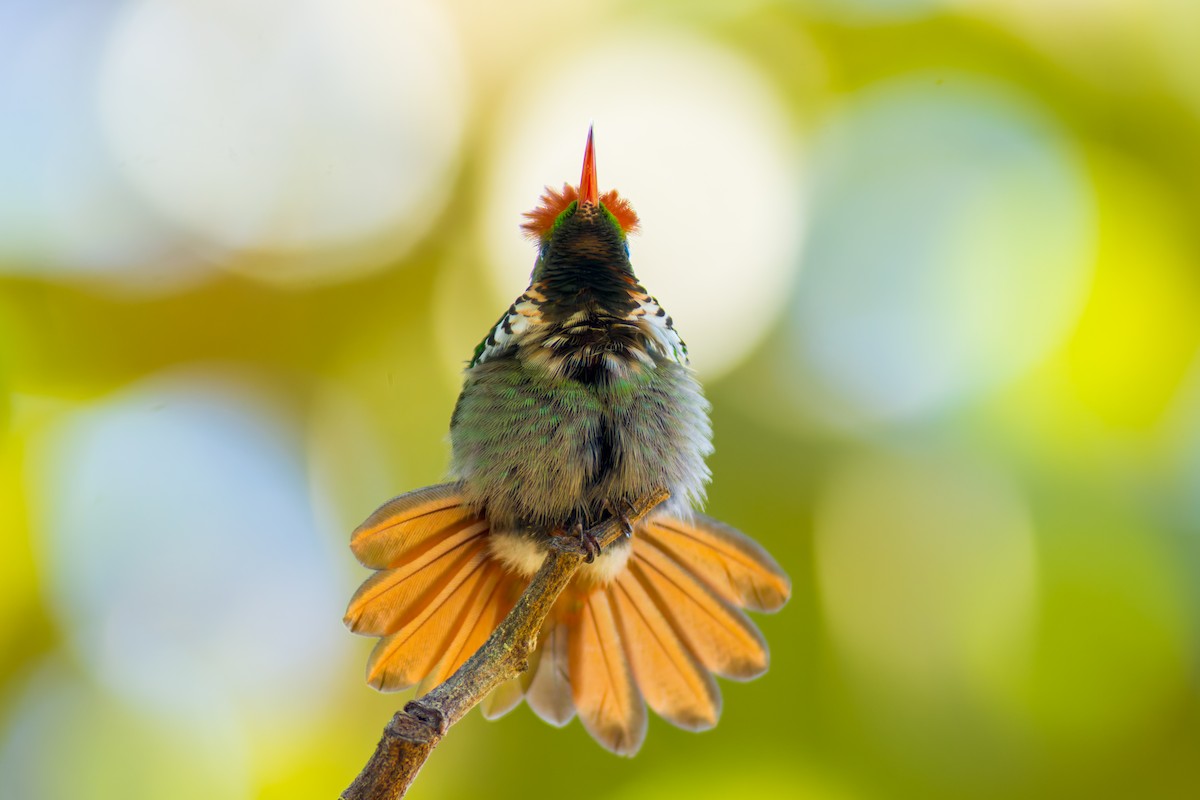 Frilled Coquette - ML620216100