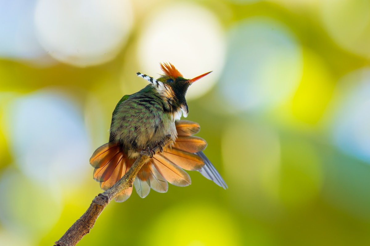 Frilled Coquette - ML620216102
