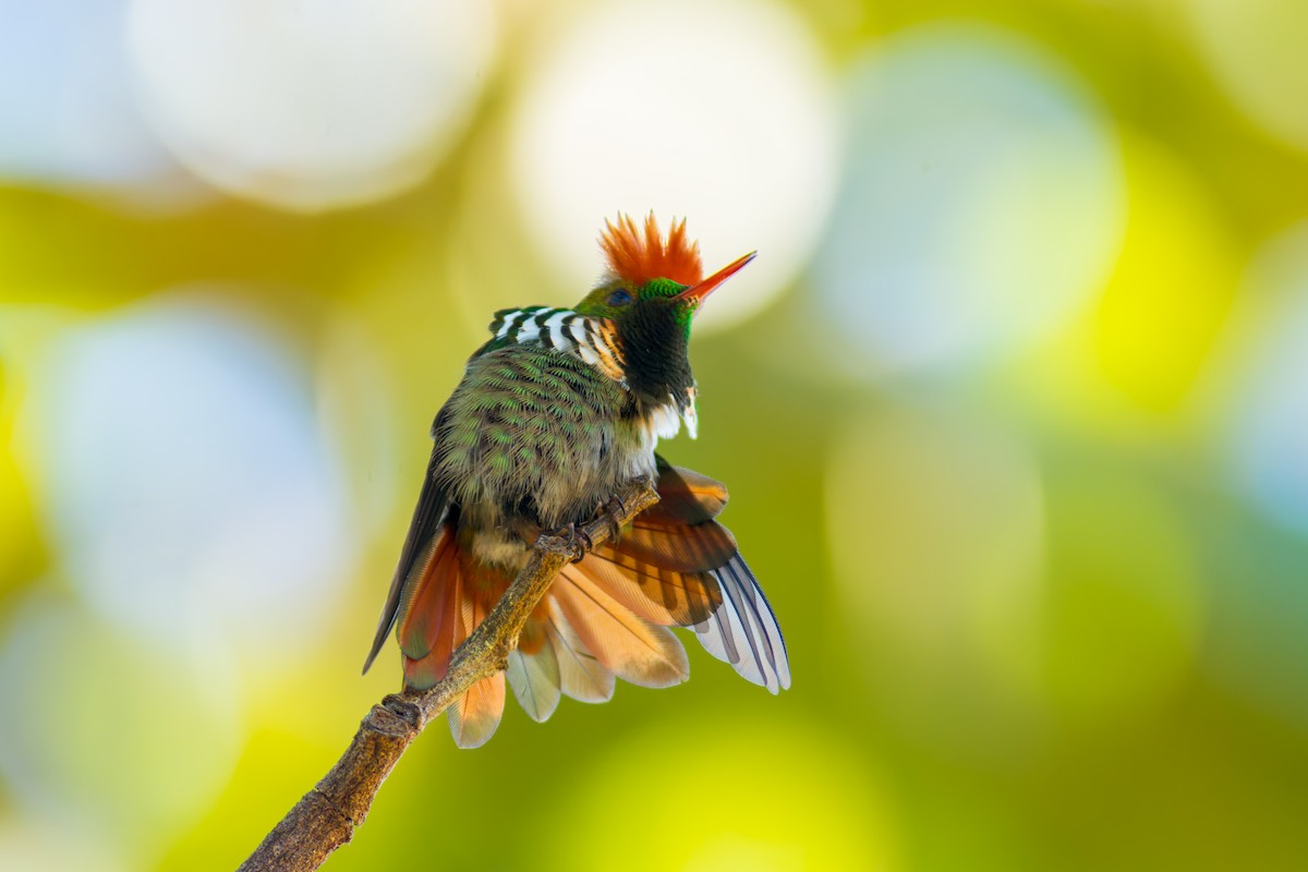 Frilled Coquette - ML620216103