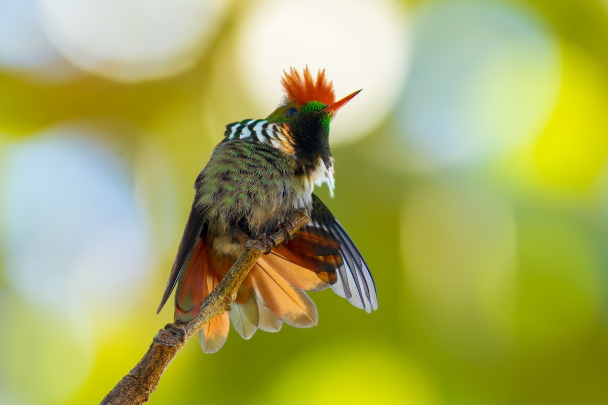 Frilled Coquette - ML620216106