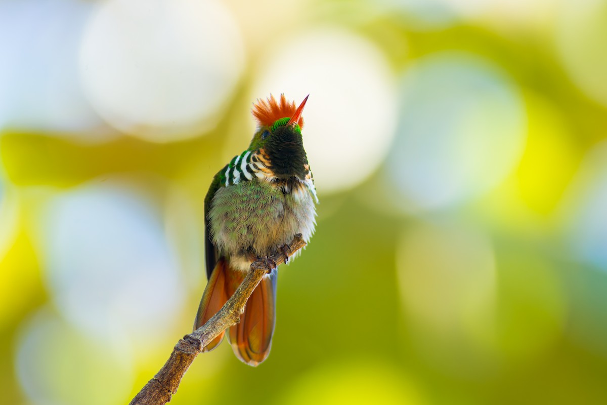 Frilled Coquette - ML620216109