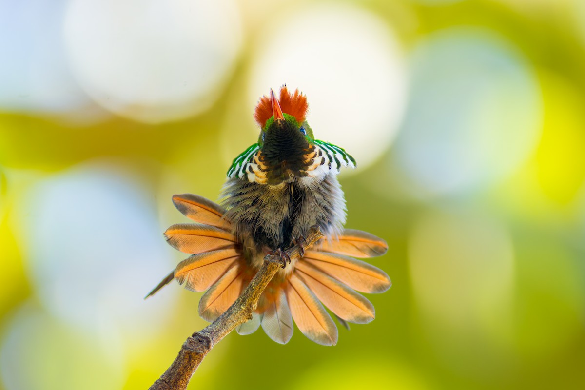 Frilled Coquette - ML620216110