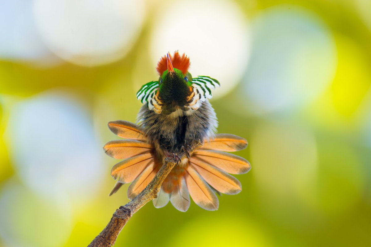 Frilled Coquette - ML620216111