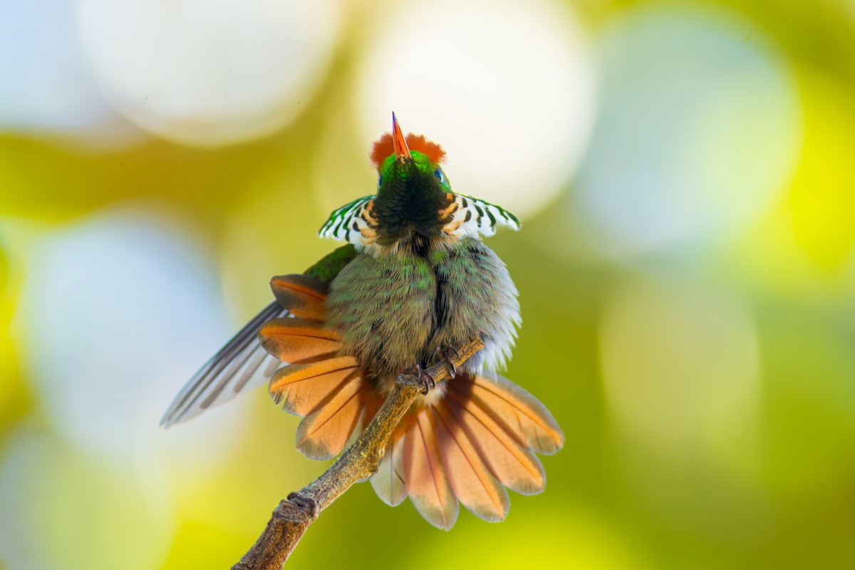 Frilled Coquette - ML620216112