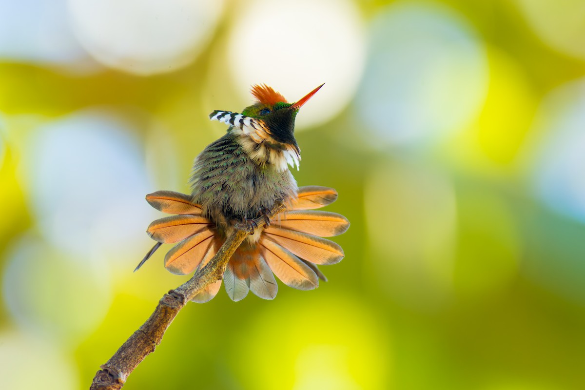 Frilled Coquette - ML620216113