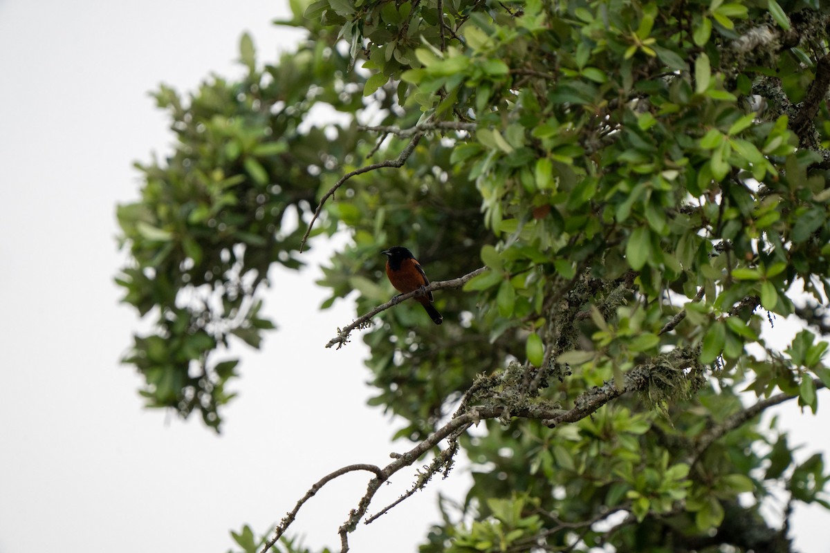 Orchard Oriole - ML620216115