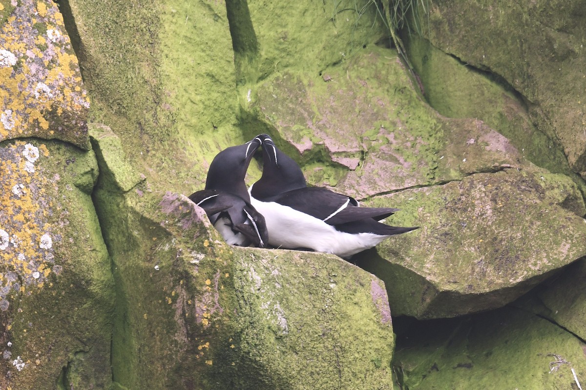 Razorbill - ML620216126