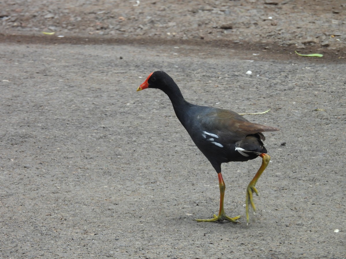 Common Gallinule (Hawaiian) - ML620216130