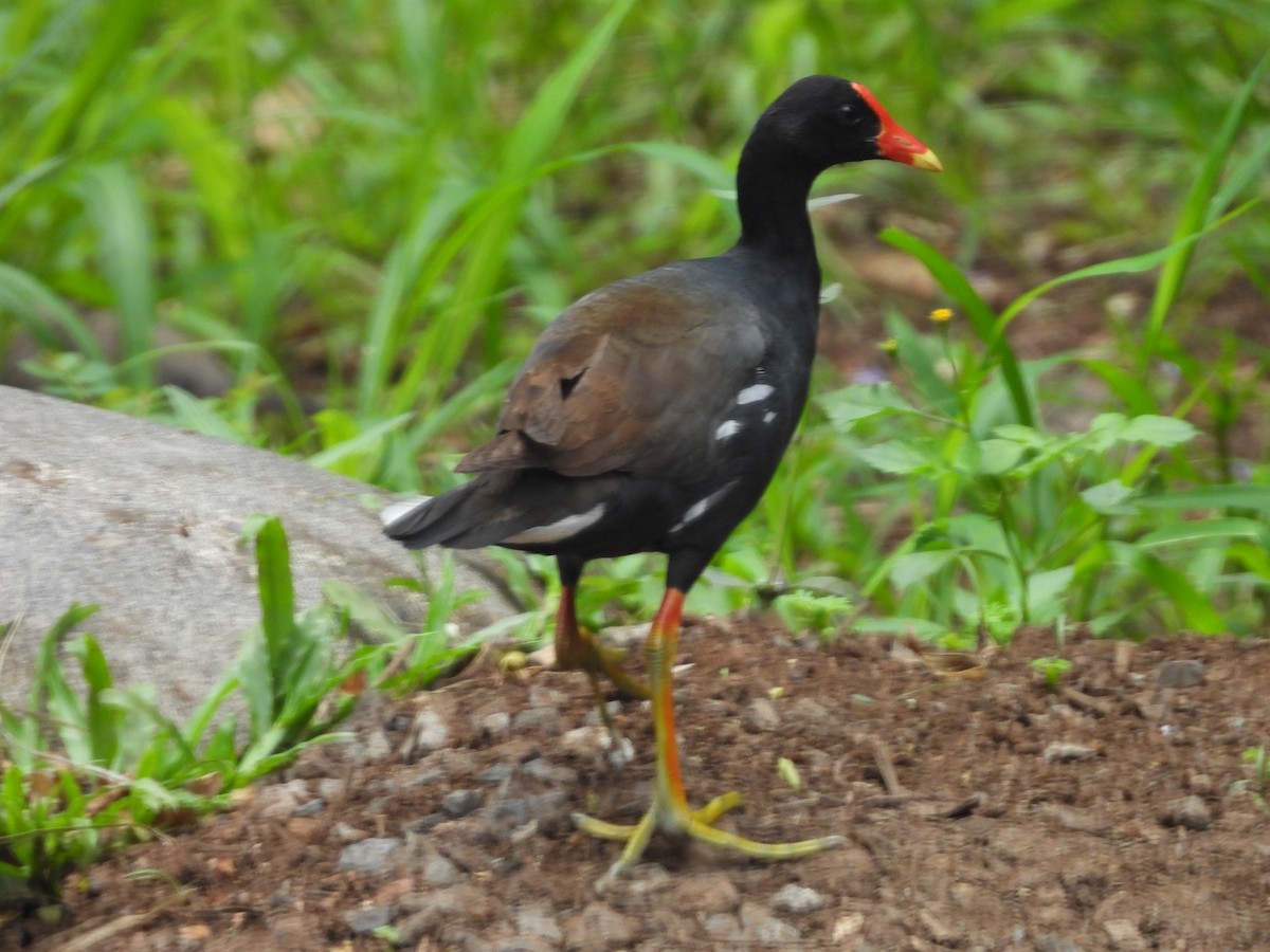 Gallinule d'Amérique (sandvicensis) - ML620216131