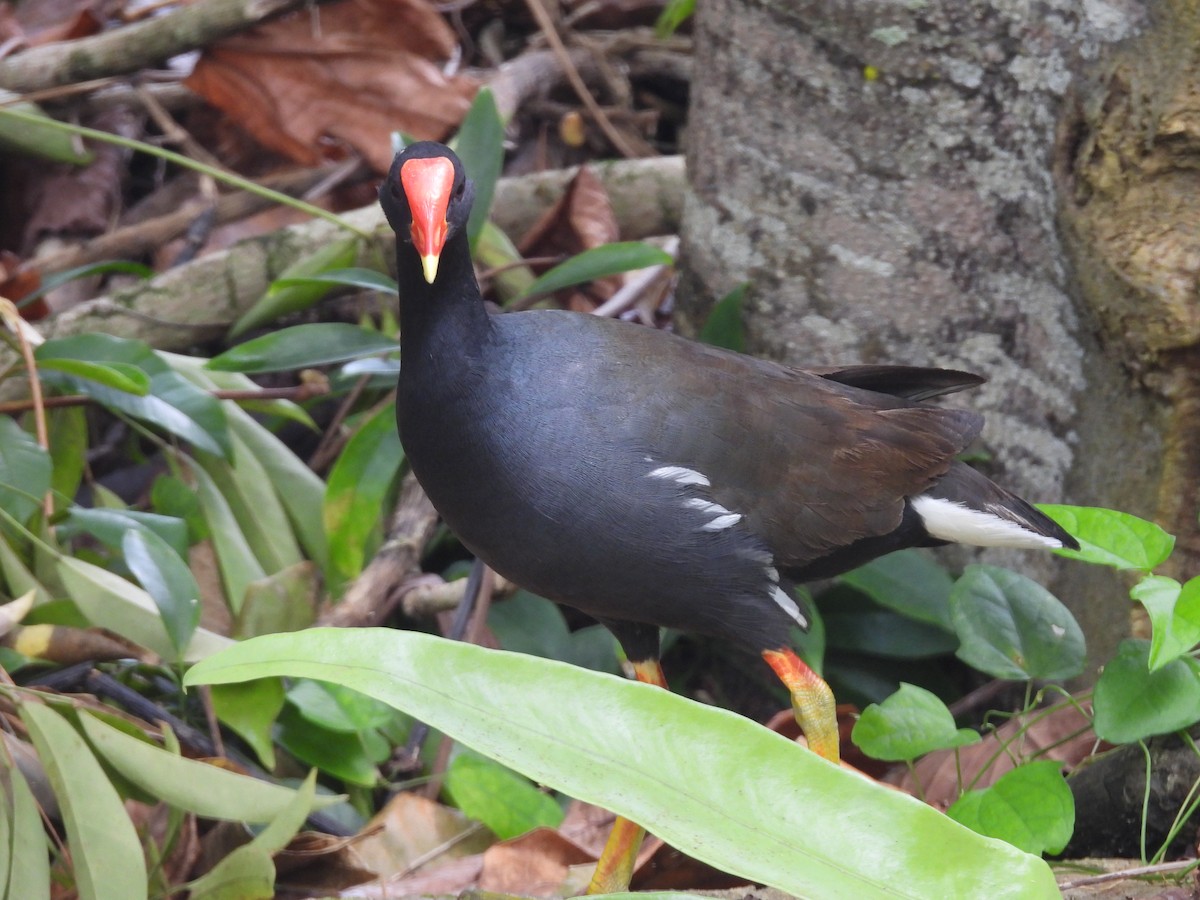 Gallinule d'Amérique (sandvicensis) - ML620216139