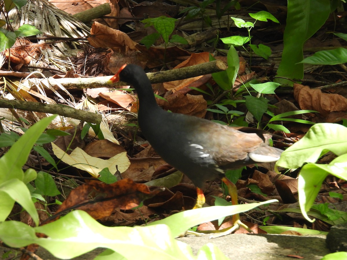 Gallinule d'Amérique (sandvicensis) - ML620216140