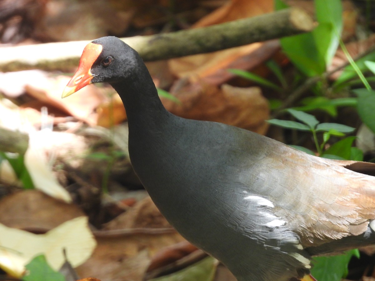 Common Gallinule (Hawaiian) - ML620216141