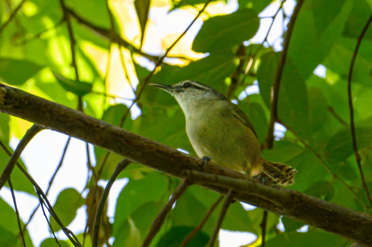 Isthmian Wren - ML620216149