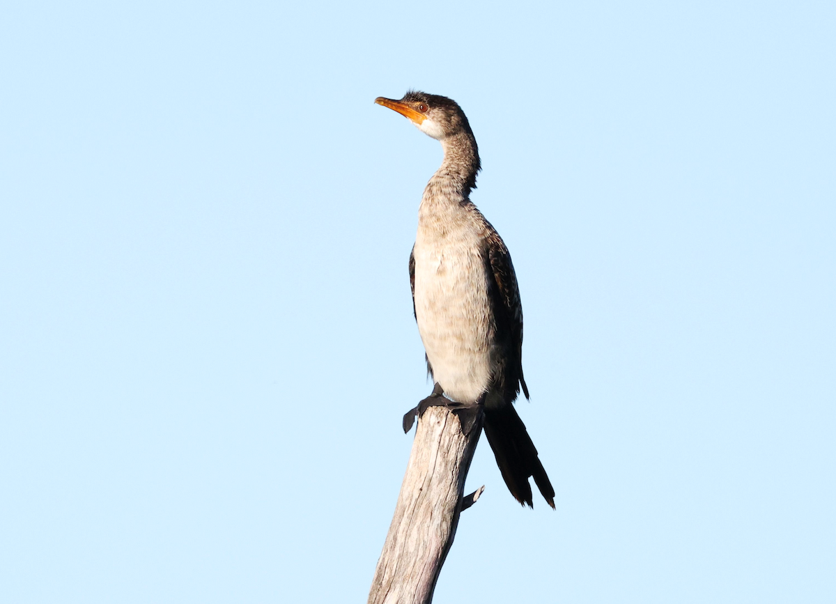 Long-tailed Cormorant - ML620216157