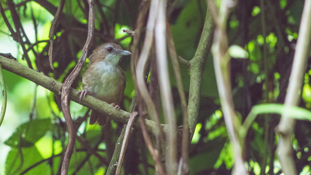 Abbott's Babbler - ML620216166