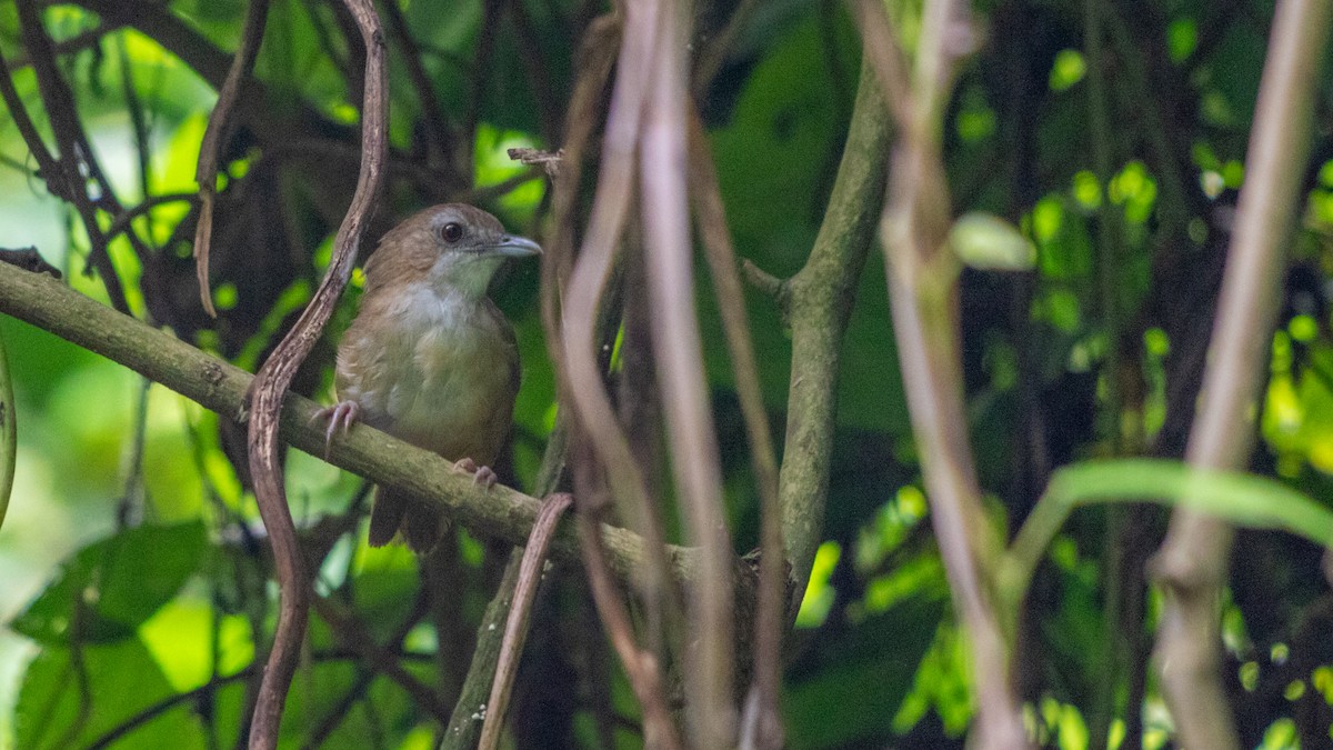 Abbott's Babbler - ML620216167