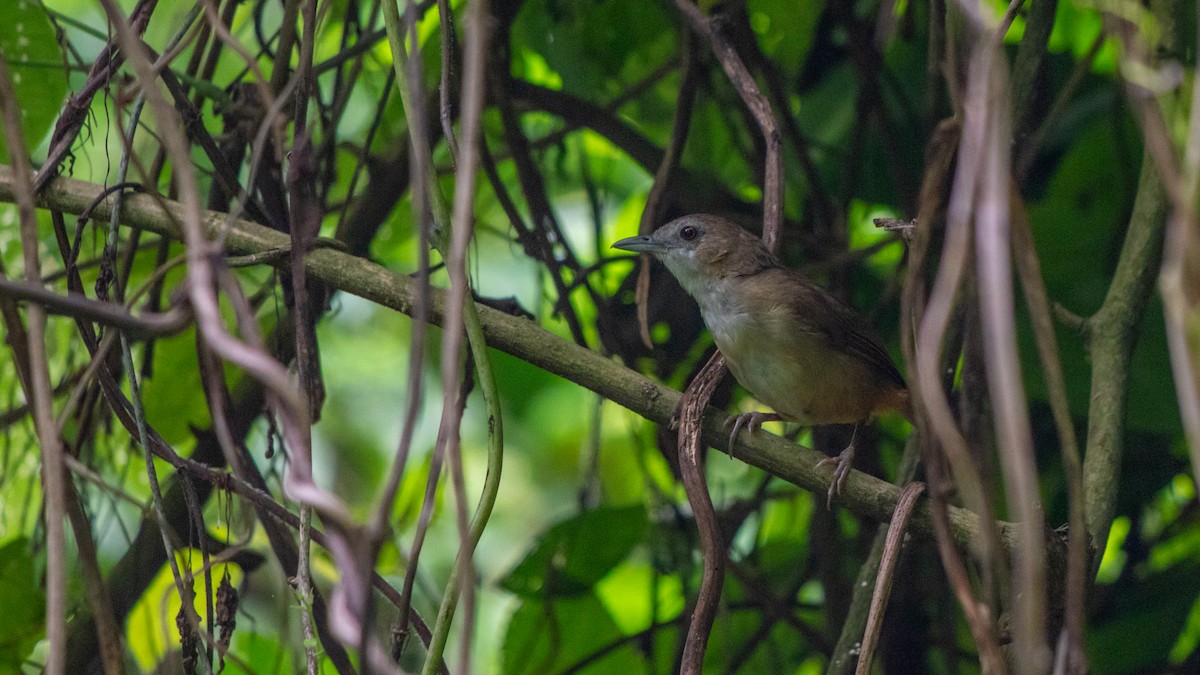 Abbott's Babbler - ML620216168