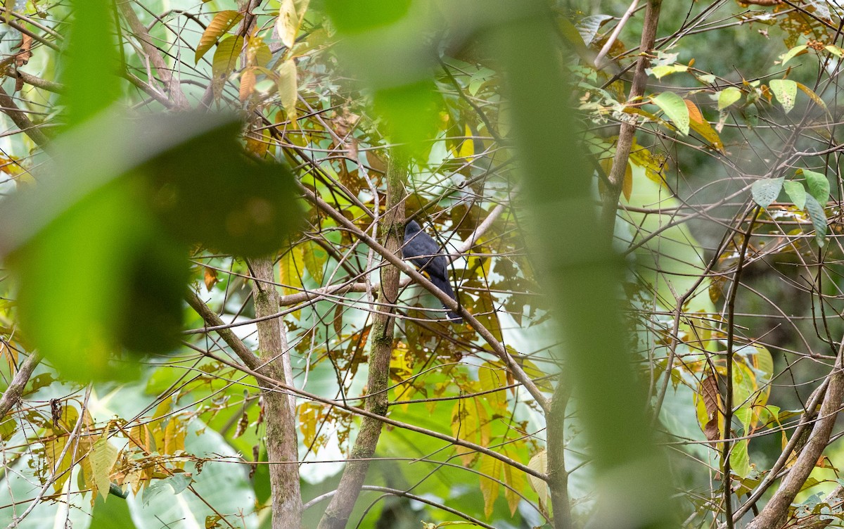 Trogon de Sclater - ML620216169