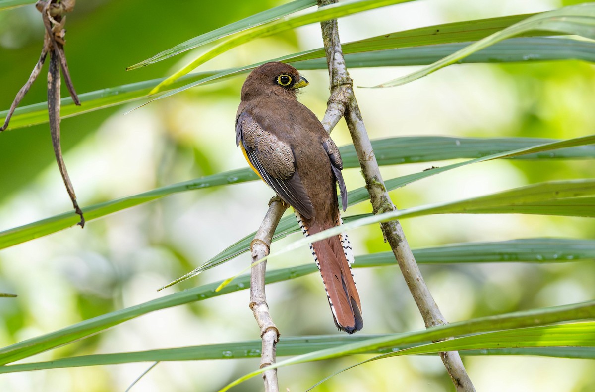 Choco Black-throated Trogon - ML620216173