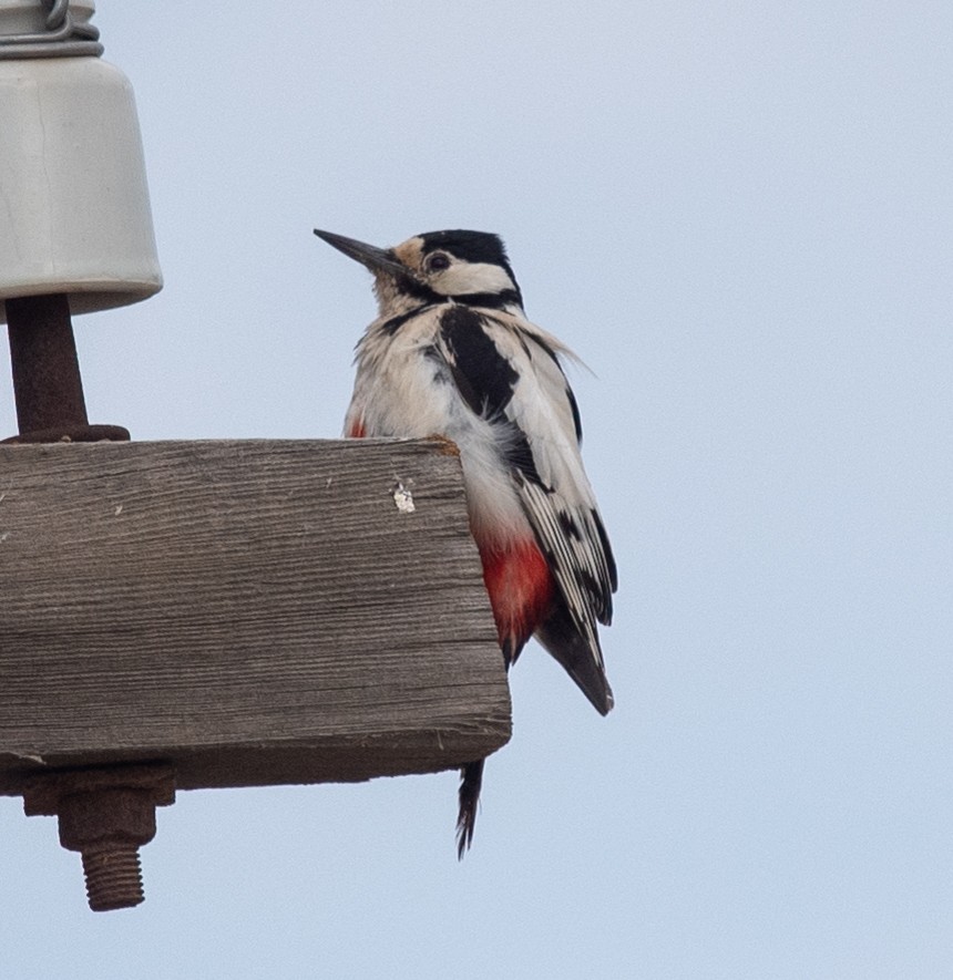 White-winged Woodpecker - ML620216176
