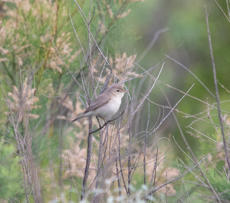 Eastern Olivaceous Warbler - ML620216187