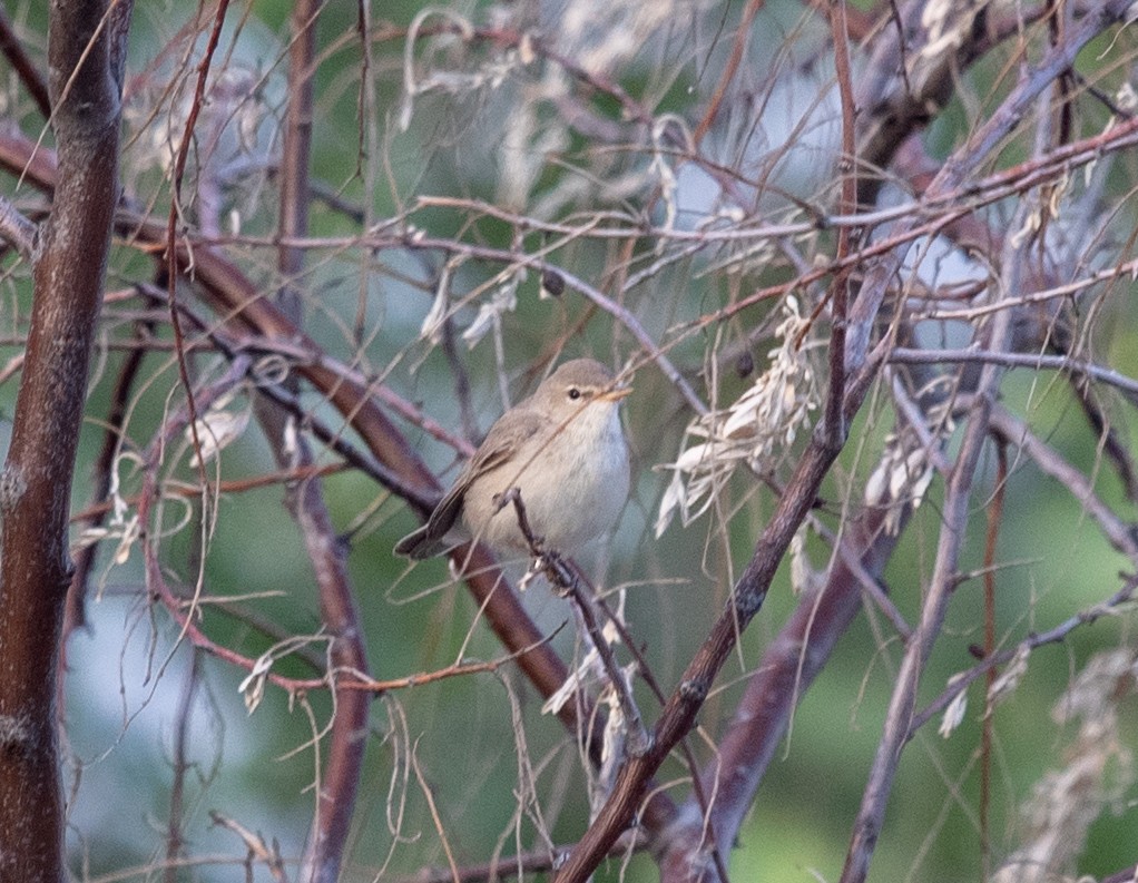 Eastern Olivaceous Warbler - ML620216188