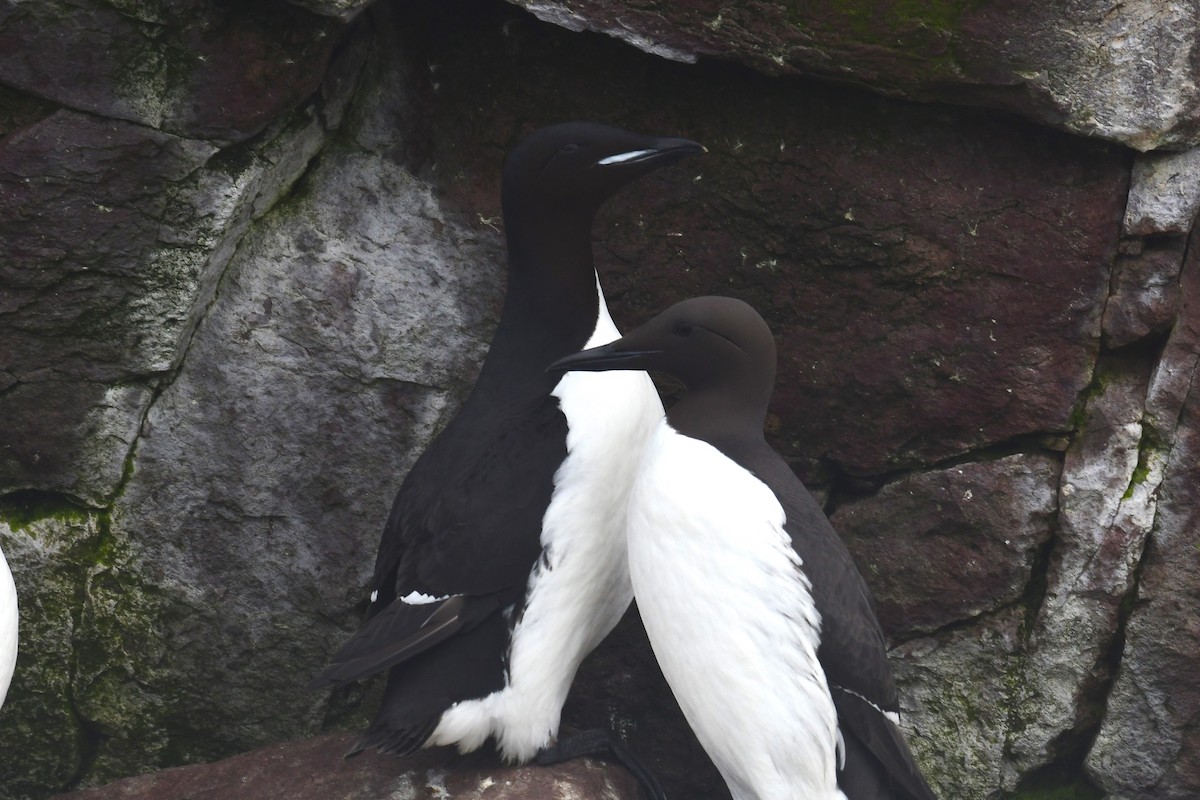 Thick-billed Murre - ML620216189