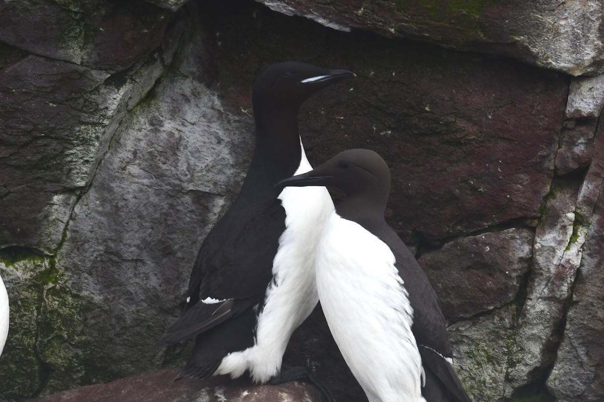 Guillemot de Brünnich - ML620216189