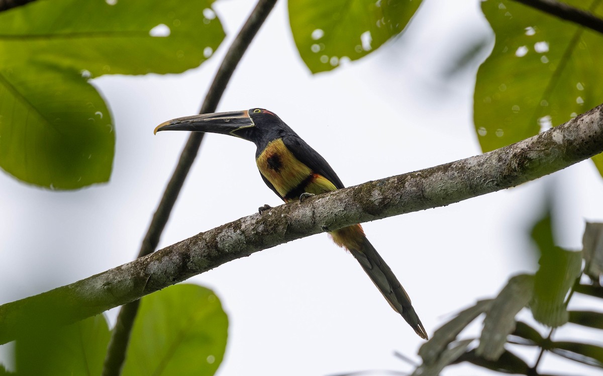 Collared Aracari - ML620216192