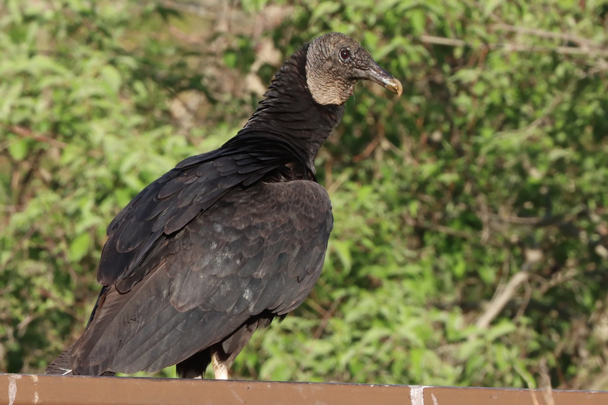 Black Vulture - ML620216200