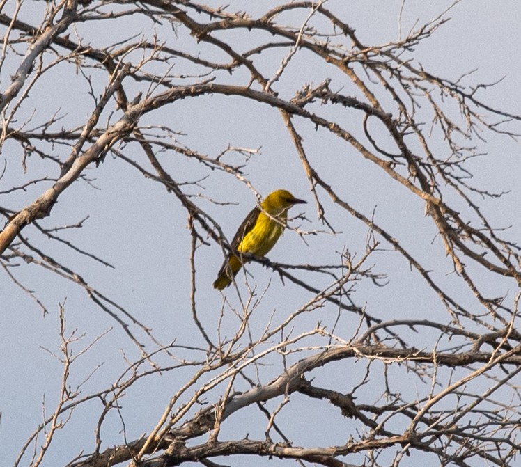 Indian Golden Oriole - ML620216203