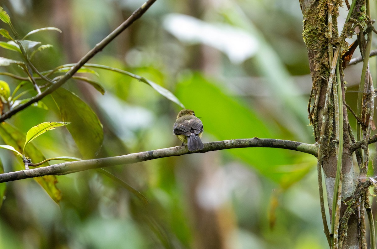 Sulphur-rumped Flycatcher - ML620216204