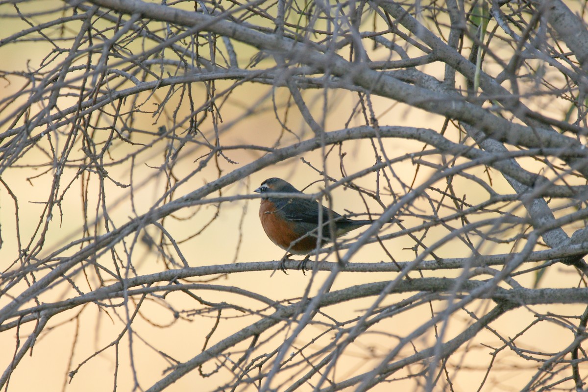 Black-and-rufous Warbling Finch - ML620216208