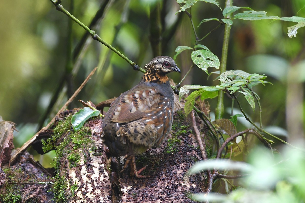 Rufous-throated Partridge - ML620216230