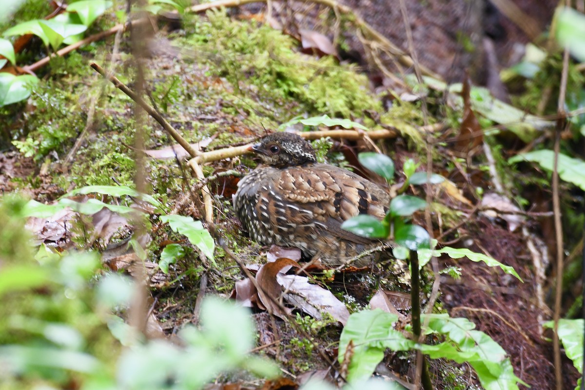 Rufous-throated Partridge - ML620216232