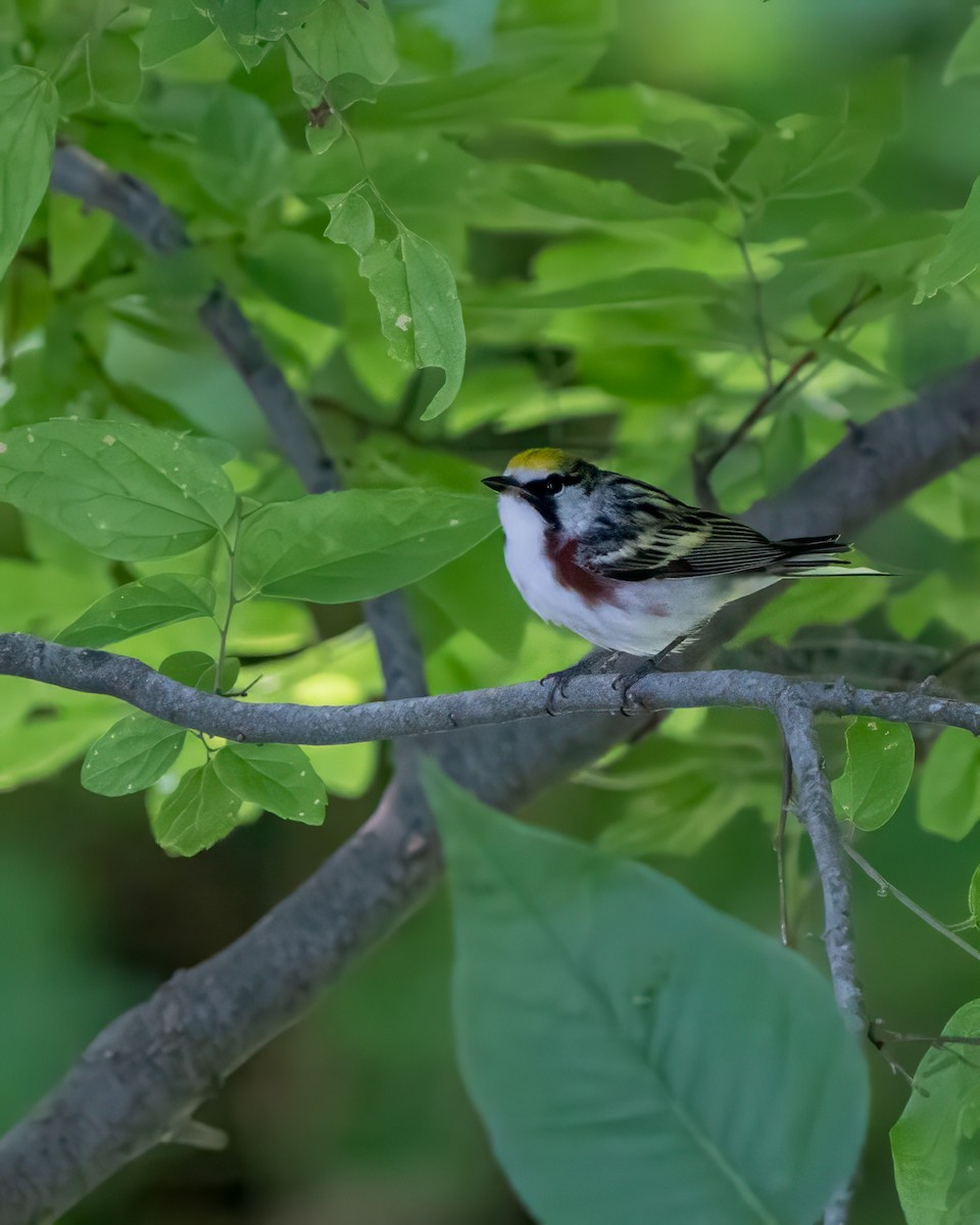 Chestnut-sided Warbler - Steve Frampton