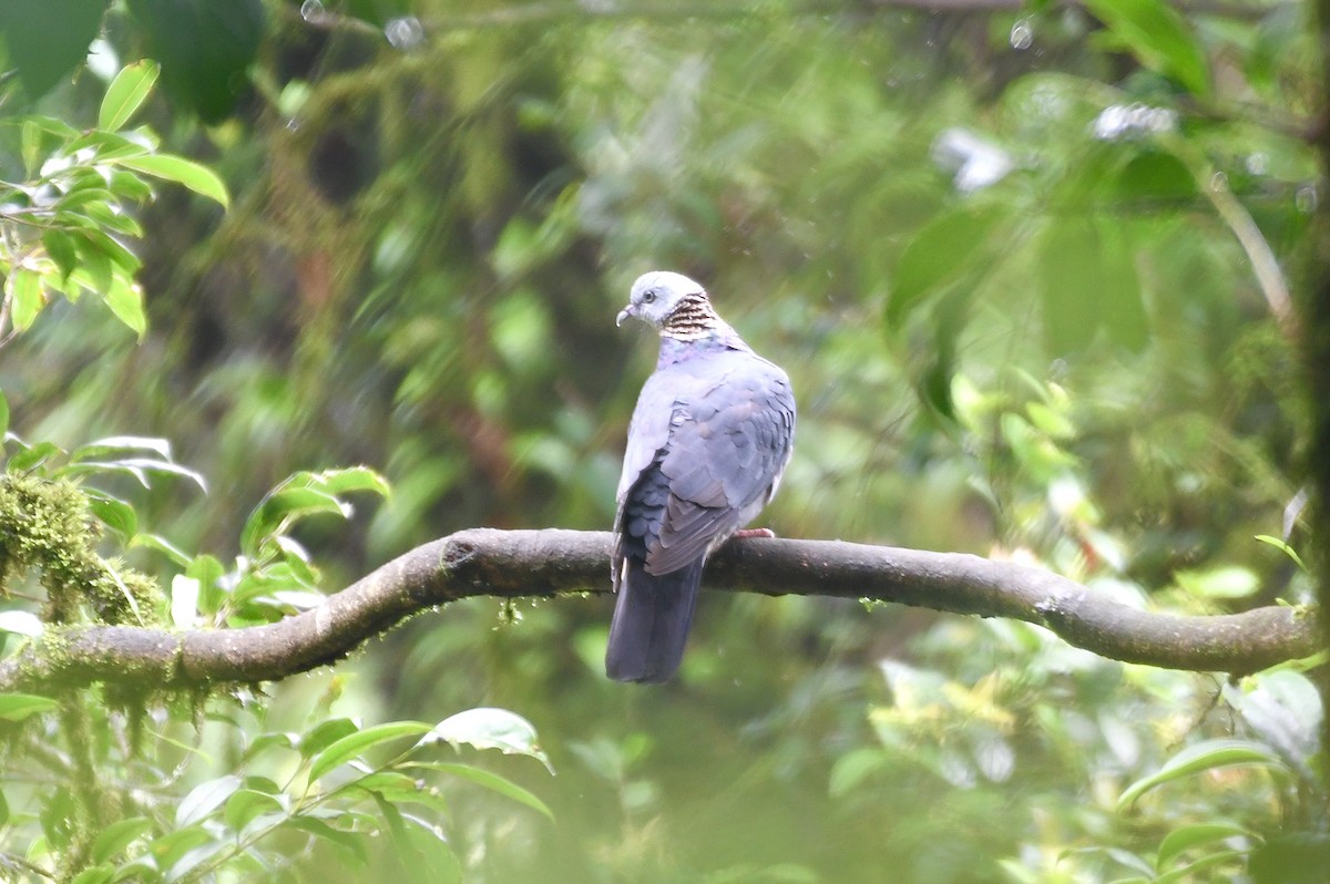 Ashy Wood-Pigeon - Teeranan Tinpook