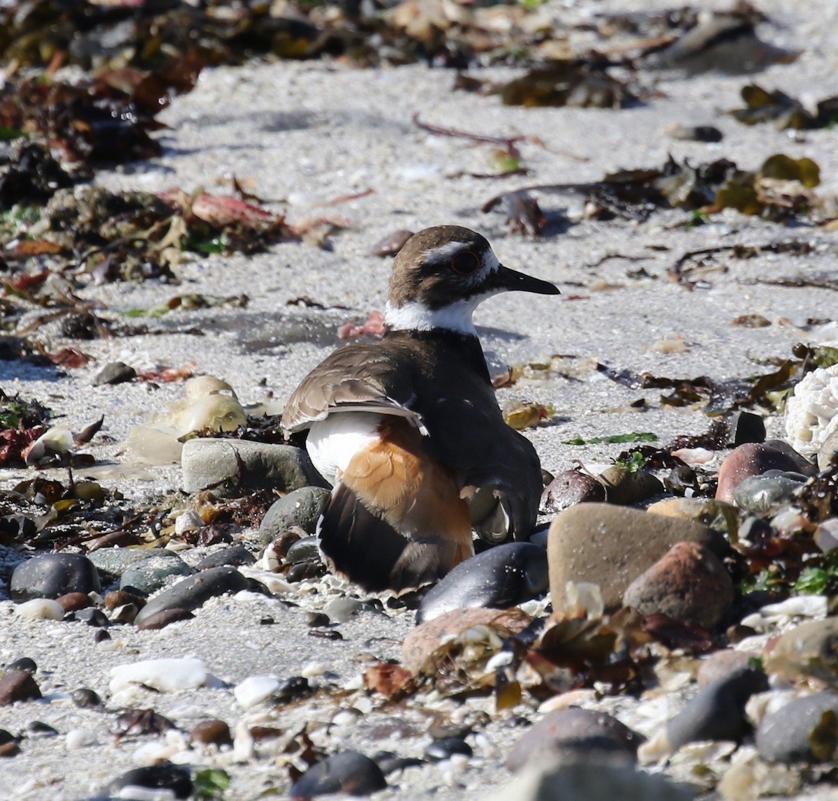 Killdeer - ML620216242