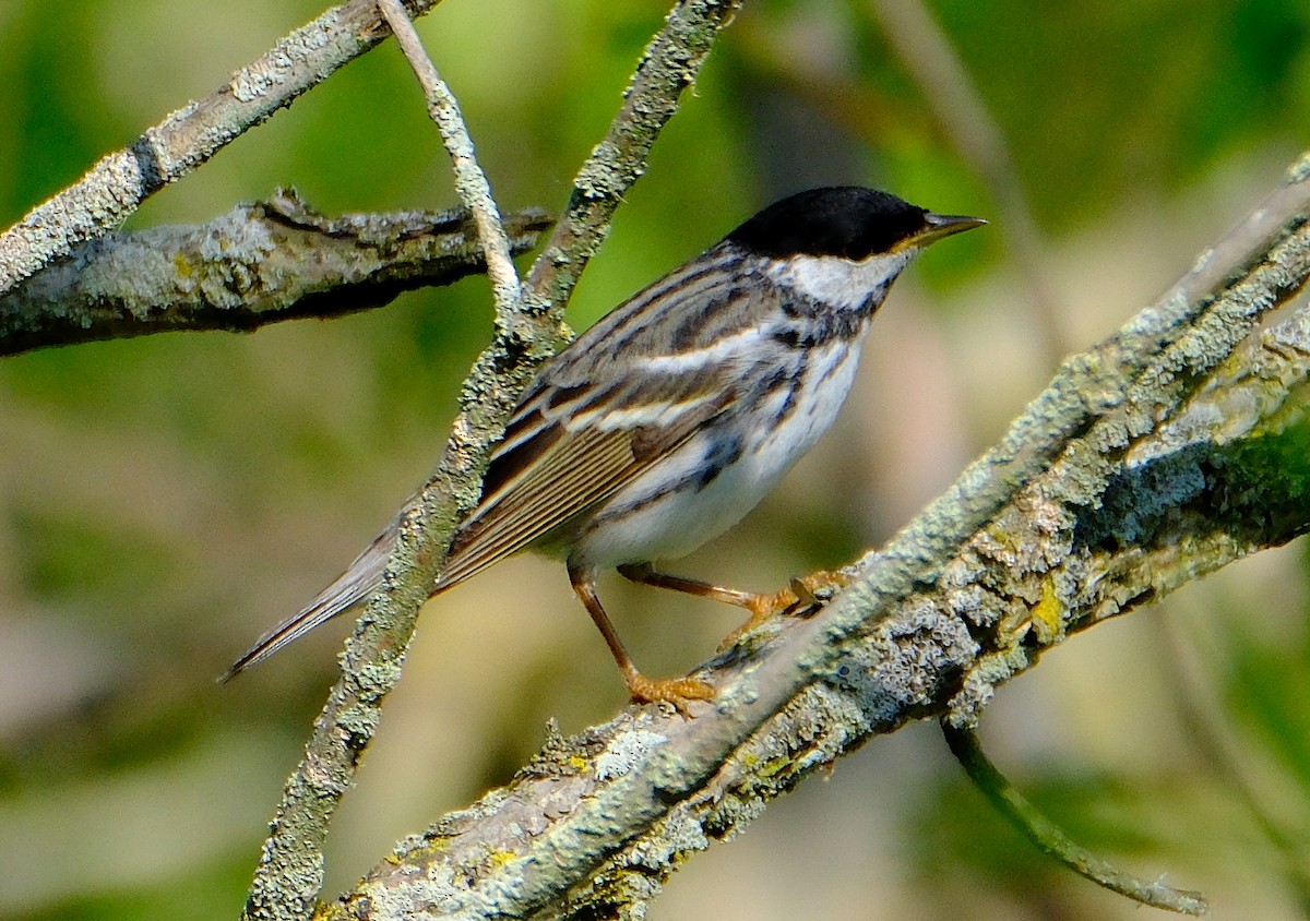 Blackpoll Warbler - ML620216244