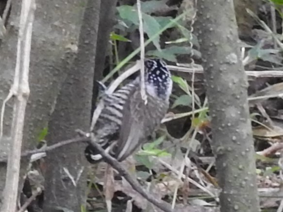 White-barred Piculet - ML620216250