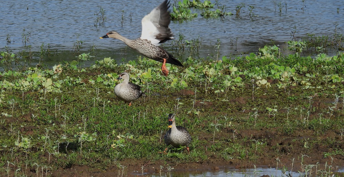 Canard à bec tacheté - ML620216251