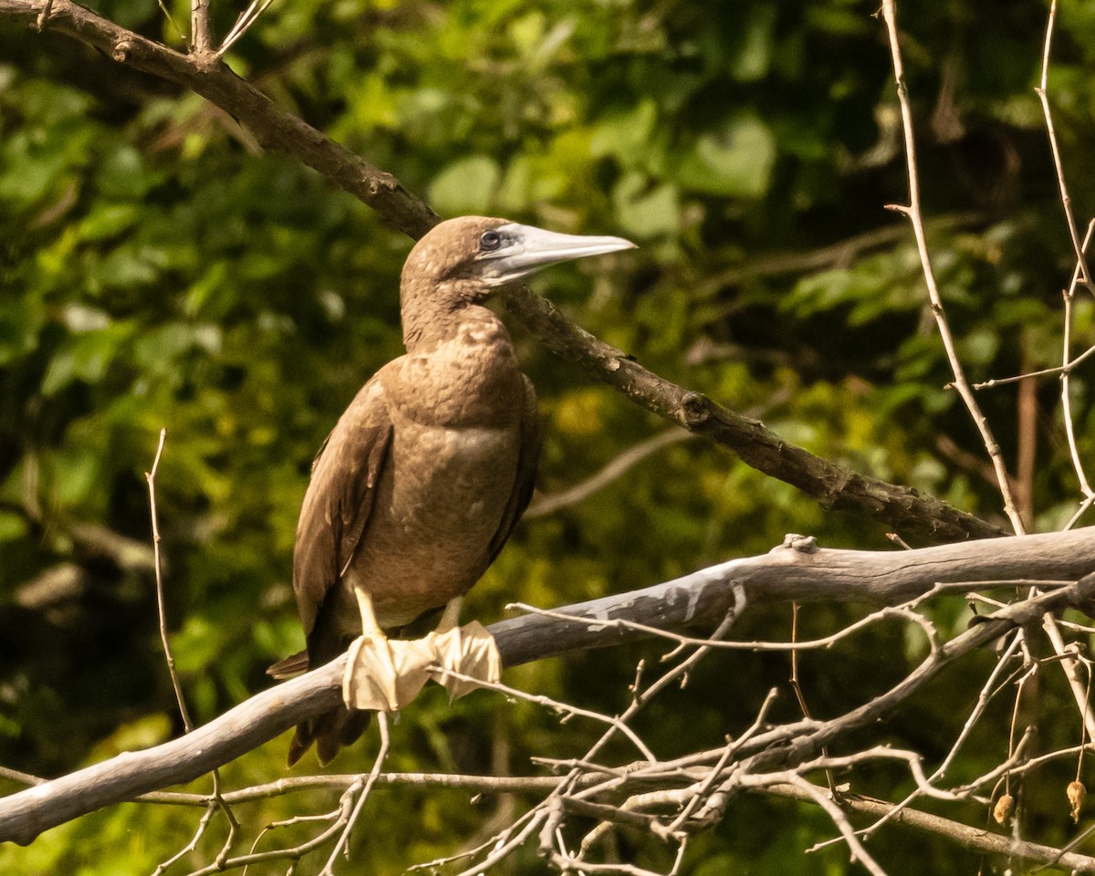 Brown Booby - ML620216254