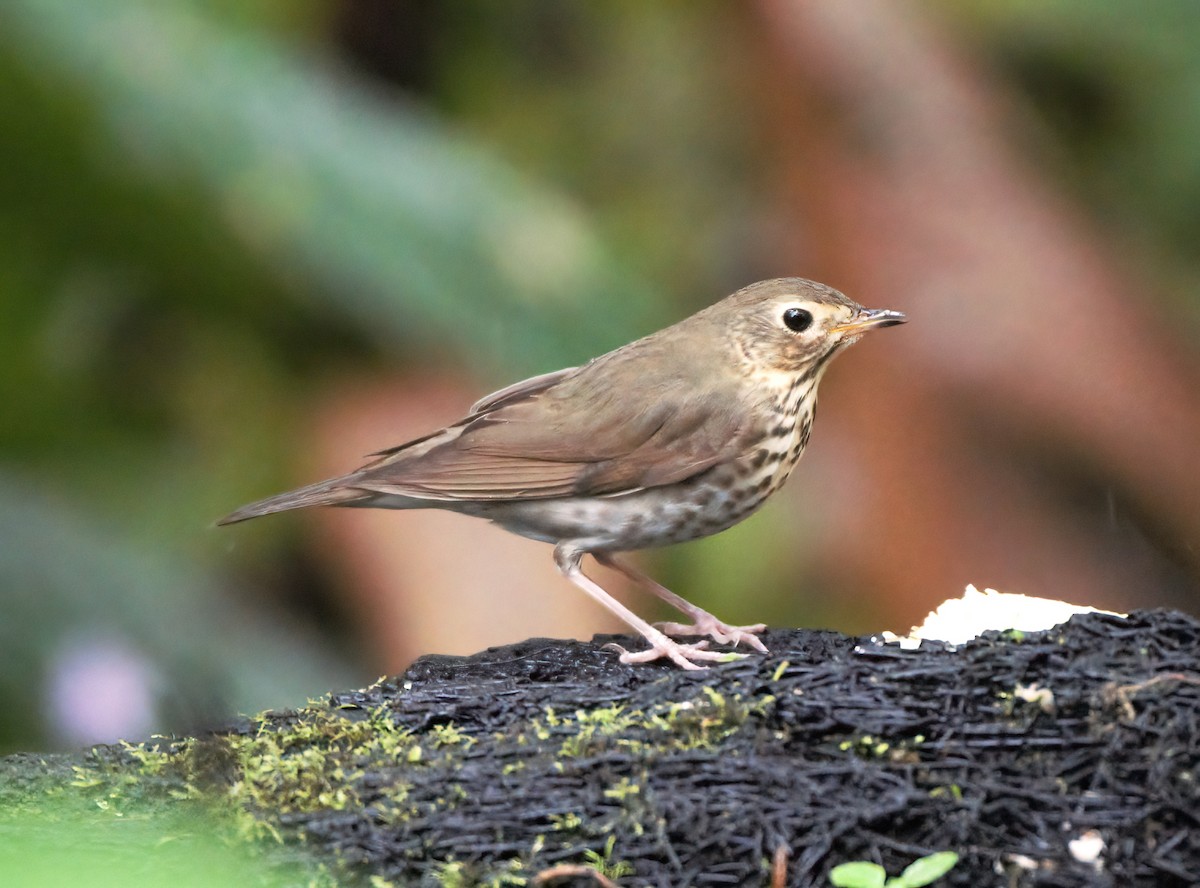 Swainson's Thrush - ML620216258